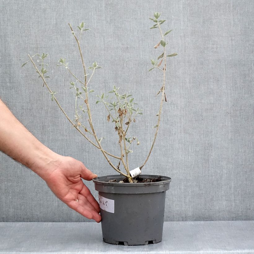 Spécimen de Leucophyllum frutescens - Sauge du désert Pot de 3L/4L tel que livré au printemps