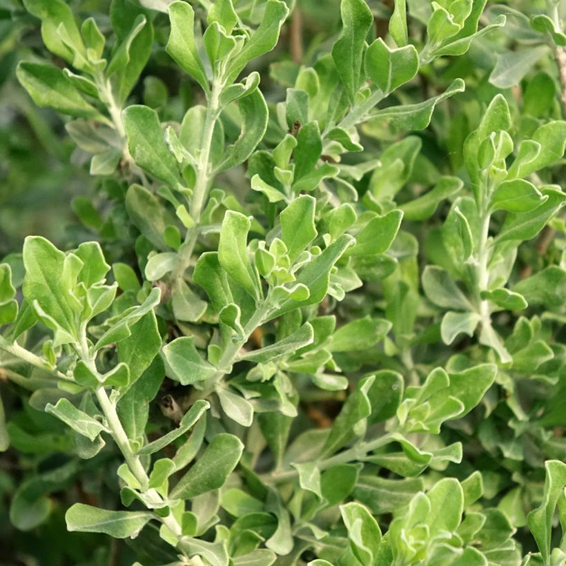 Leucophyllum langmaniae - Sauge du Rio Bravo (Foliage)