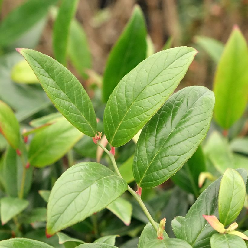 Leucothoe axillaris Red Lips - Leucothoé  (Feuillage)