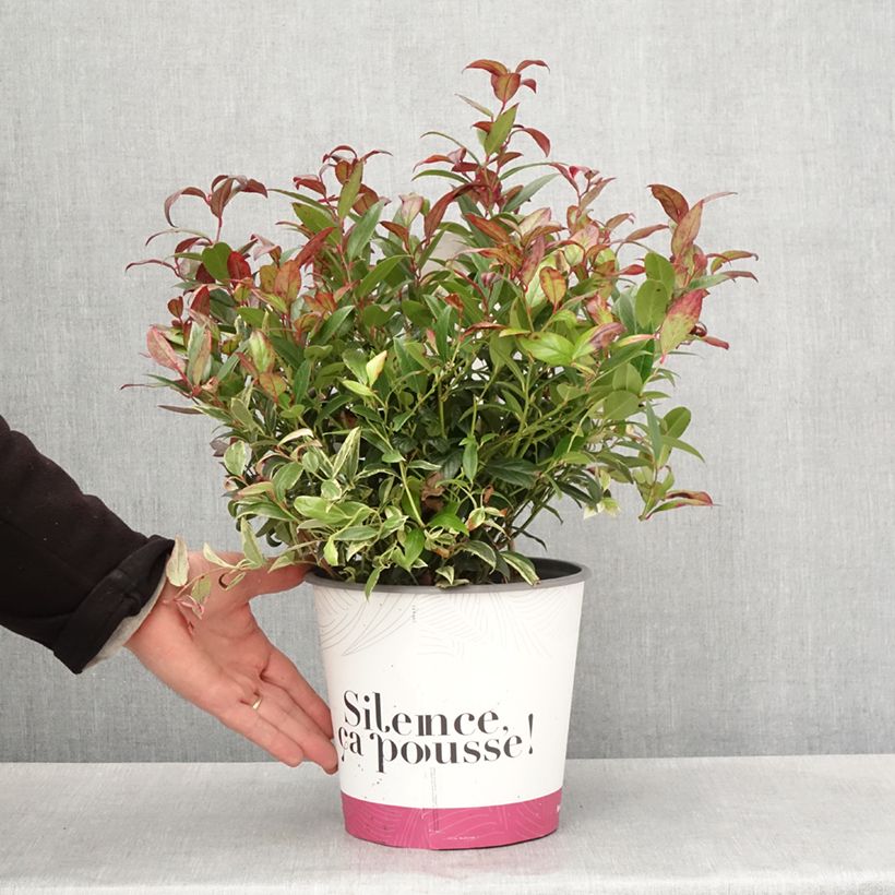 Spécimen de Leucothoe fontanesiana Color Diamond Pot de 4L/5L tel que livré au printemps