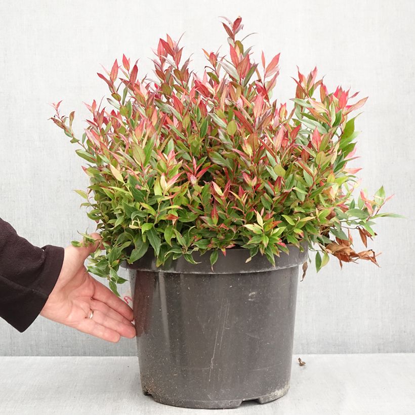 Spécimen de Leucothoe fontanesiana Little Flames Pot de 7,5L/10L tel que livré en automne