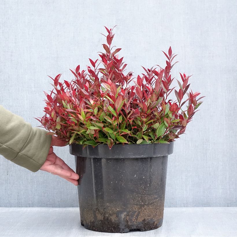 Example of Leucothoe fontanesiana Little Flames Pot de 7,5L/10L as you get in hiver