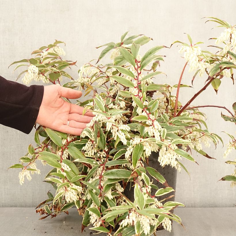 Spécimen de Leucothoe fontanesiana Whitewater Pot de 4L/5L tel que livré au printemps