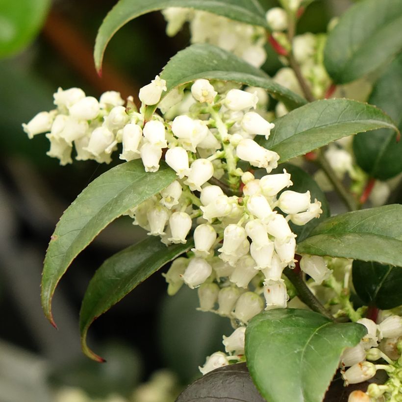 Leucothoe fontesiana Dark Diamond  (Floraison)