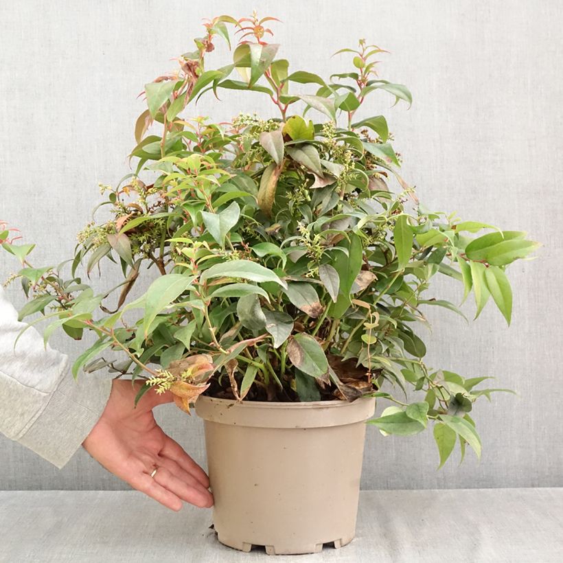 Spécimen de Leucothoe fontesiana Dark Diamond  Pot de 4L/5L tel que livré en automne