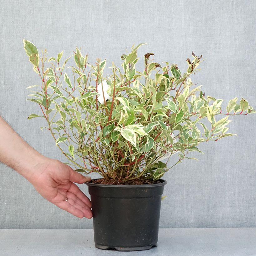 Spécimen de Leucothoe walteri Firestar Pot de 2L/3L tel que livré au printemps