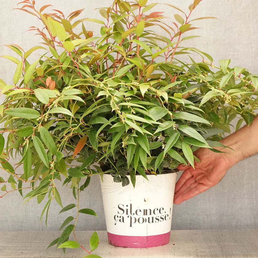 Spécimen de Leucothoe walteri Royal Ruby Pot de 2L/3L tel que livré en été