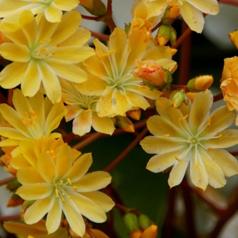 Lewisia cotyledon Elise Golden Yellow (Flowering)