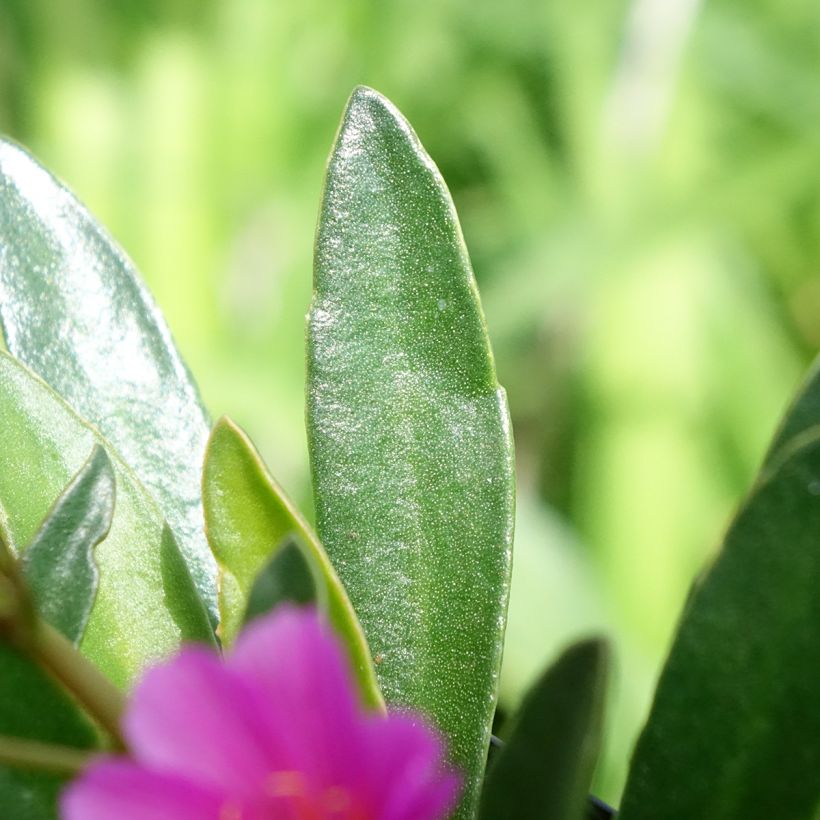Lewisia Little Raspberry (Feuillage)