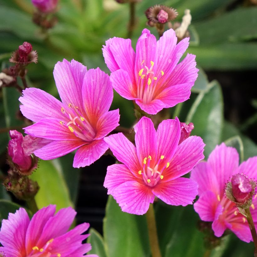 Lewisia Little Raspberry (Floraison)
