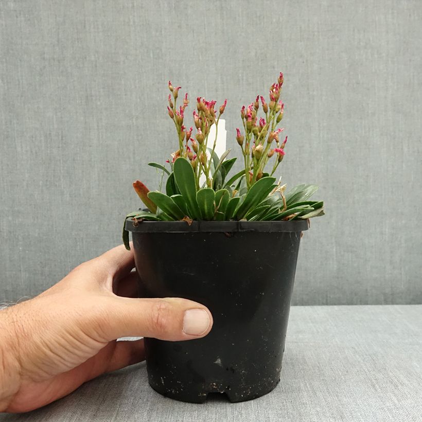 Spécimen de Lewisia Little Raspberry Pot de 1,5L/2L tel que livré en été