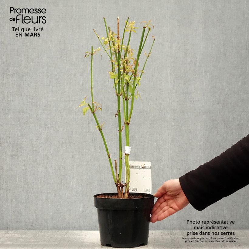 Spécimen de Leycesteria formosa Little Lanterns - Arbre aux faisans Pot de 3L/4L tel que livré au printemps