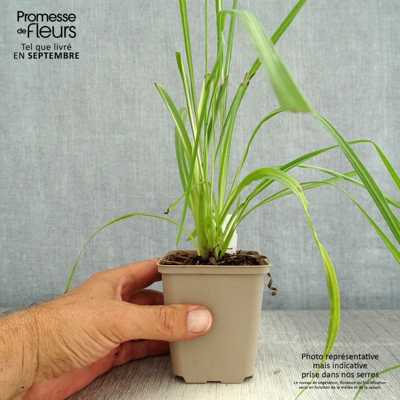 Spécimen de Liatris pycnostachya Godet de 8/9 cm tel que livré en été