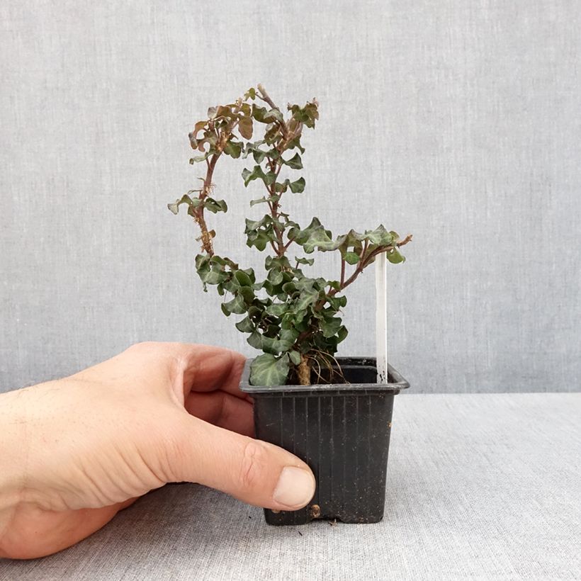 Spécimen de Lierre arbustif - Hedera helix Conglomerata Godet de 8/9 cm tel que livré au printemps