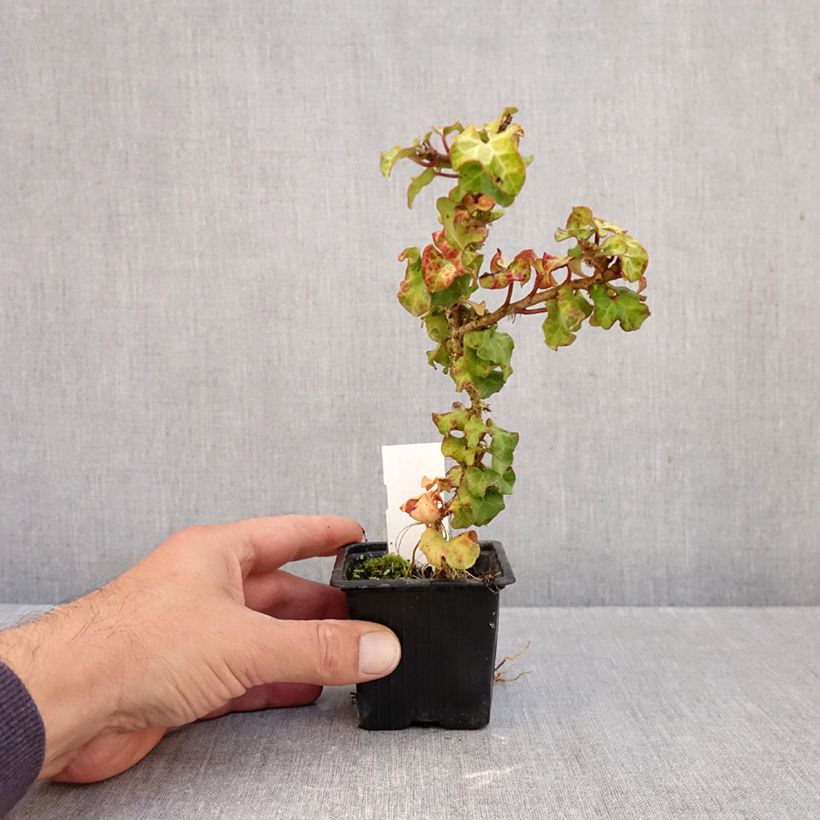 Spécimen de Lierre arbustif - Hedera helix Conglomerata Godet de 8/9 cm tel que livré en automne