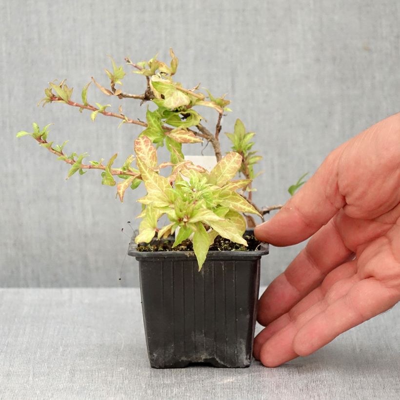 Spécimen de Lierre commun - Hedera helix Clotted Cream Godet de 8/9 cm tel que livré en été
