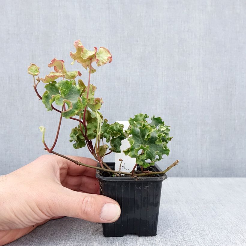 Example of Lierre commun - Hedera helix Clotted Cream Godet de 8/9 cm as you get in printemps