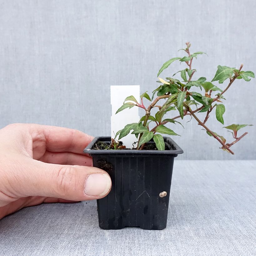 Spécimen de Lierre commun - Hedera helix Cross Switch Godet de 8/9 cm tel que livré au printemps