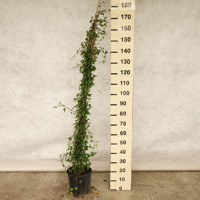 Spécimen de Lierre commun - Hedera helix Pot de 4L/5L tel que livré en été