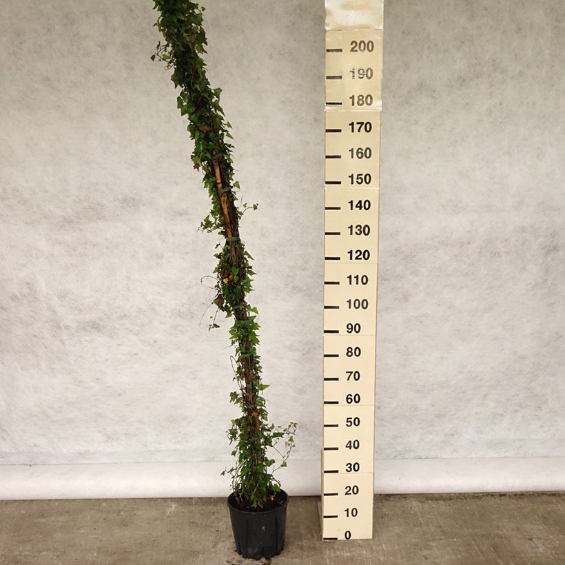 Spécimen de Lierre commun - Hedera helix Pot de 4L/5L tel que livré au printemps