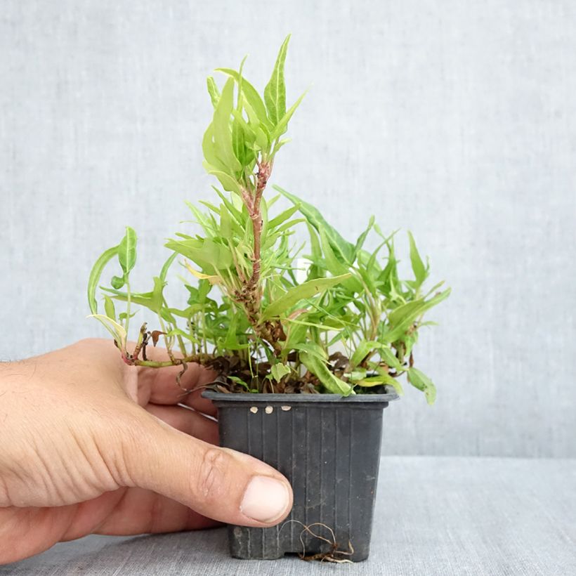 Example of Lierre commun - Hedera helix Evergreen Godet de 8/9 cm as you get in printemps