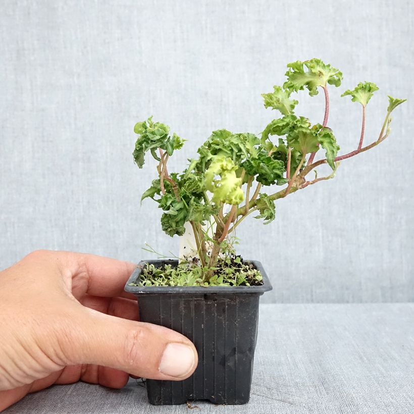 Spécimen de Lierre commun - Hedera helix Filigran Godet de 8/9 cm tel que livré au printemps