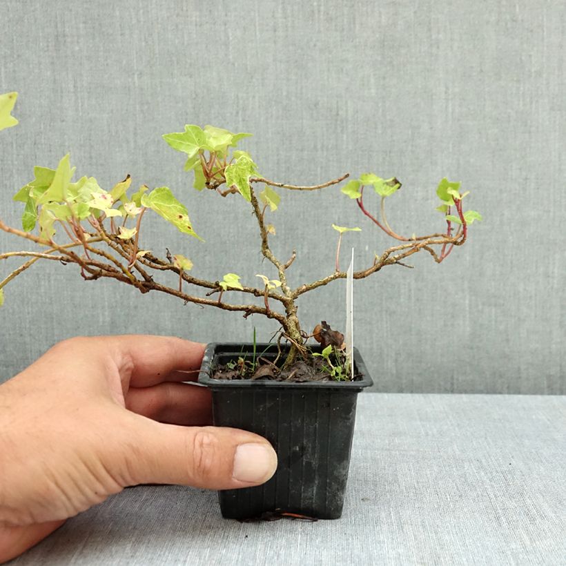 Spécimen de Lierre commun - Hedera helix Frosty Godet de 8/9 cm tel que livré en été