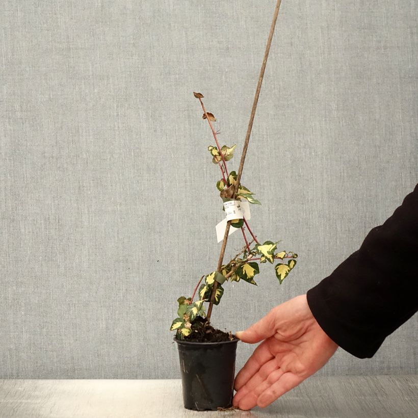 Spécimen de Lierre commun - Hedera helix Goldheart Godet de 8/9 cm tel que livré au printemps