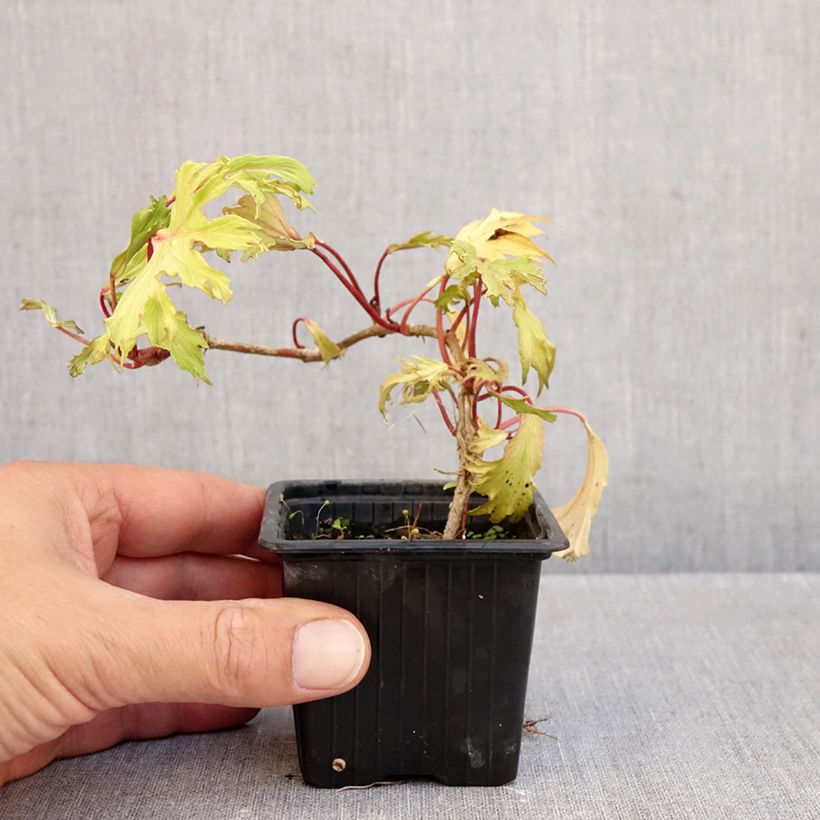 Spécimen de Lierre commun - Hedera helix Ivalace Mutation Godet de 8/9 cm tel que livré en automne