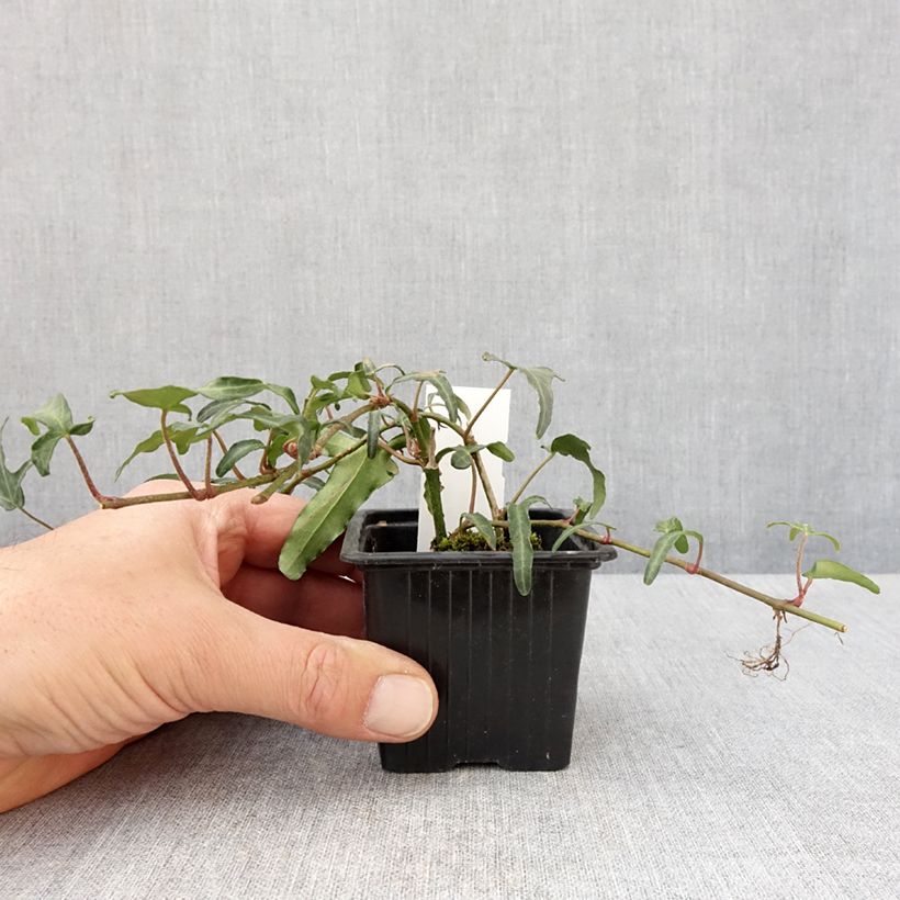 Spécimen de Lierre commun - Hedera helix Kappeln Godet de 8/9 cm tel que livré au printemps