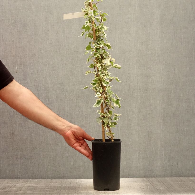 Example of Lierre commun - Hedera helix Little Diamond Pot de 3L/4L as you get in printemps