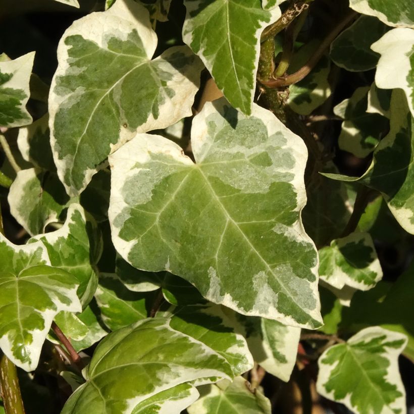 Lierre commun - Hedera helix Marginata Elegantissima (Feuillage)