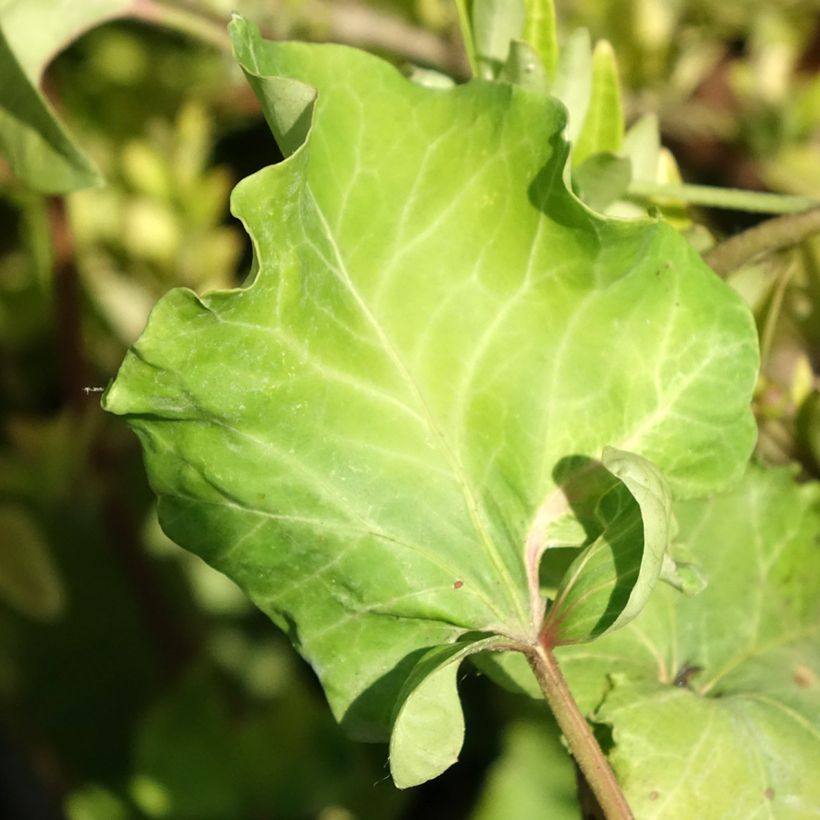 Lierre commun - Hedera helix Obelix (Foliage)
