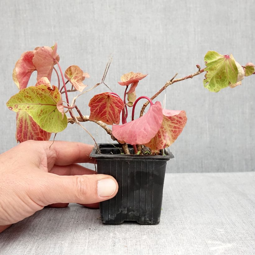 Spécimen de Lierre commun - Hedera helix Obelix Godet de 8/9 cm tel que livré en automne