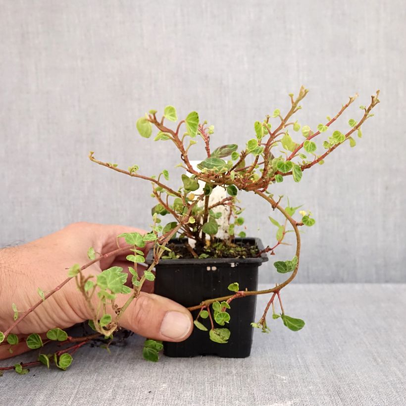 Spécimen de Lierre commun - Hedera helix Peter Pan Godet de 8/9 cm tel que livré en automne