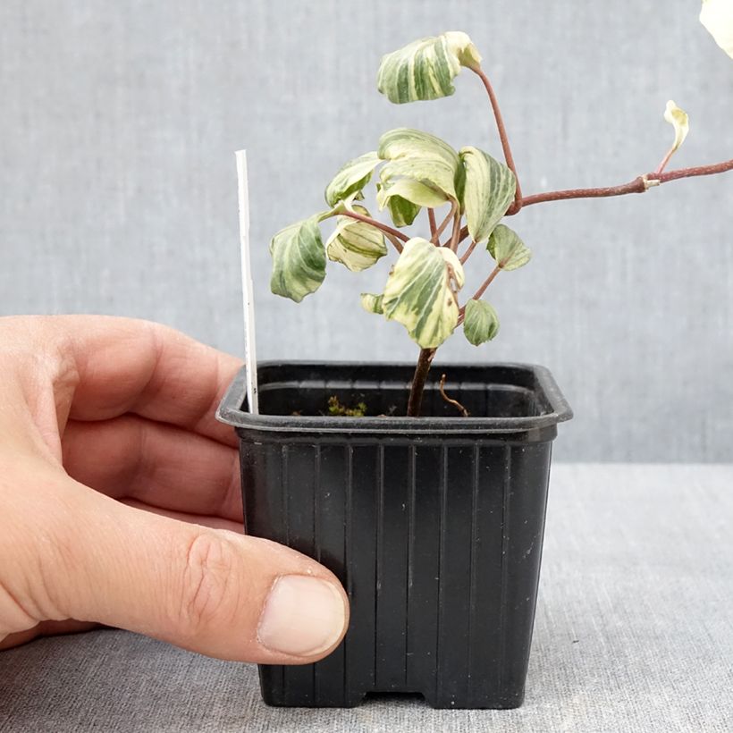 Example of Lierre commun - Hedera helix Reef Shell Godet de 8/9 cm as you get in printemps