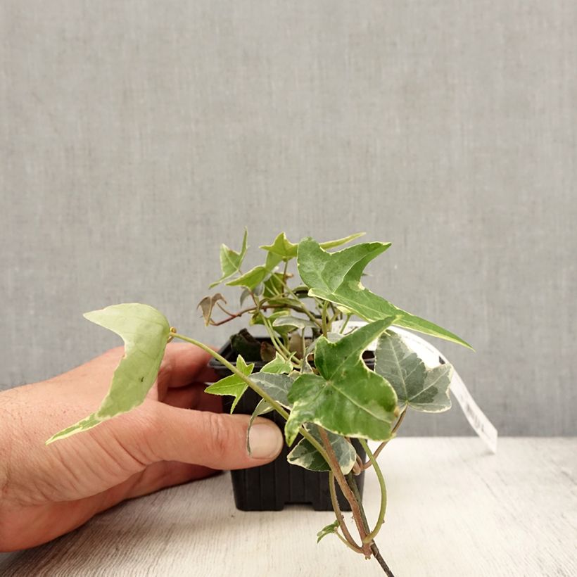 Spécimen de Lierre commun - Hedera helix Sagittifolia Variegata Godet de 8/9 cm tel que livré au printemps