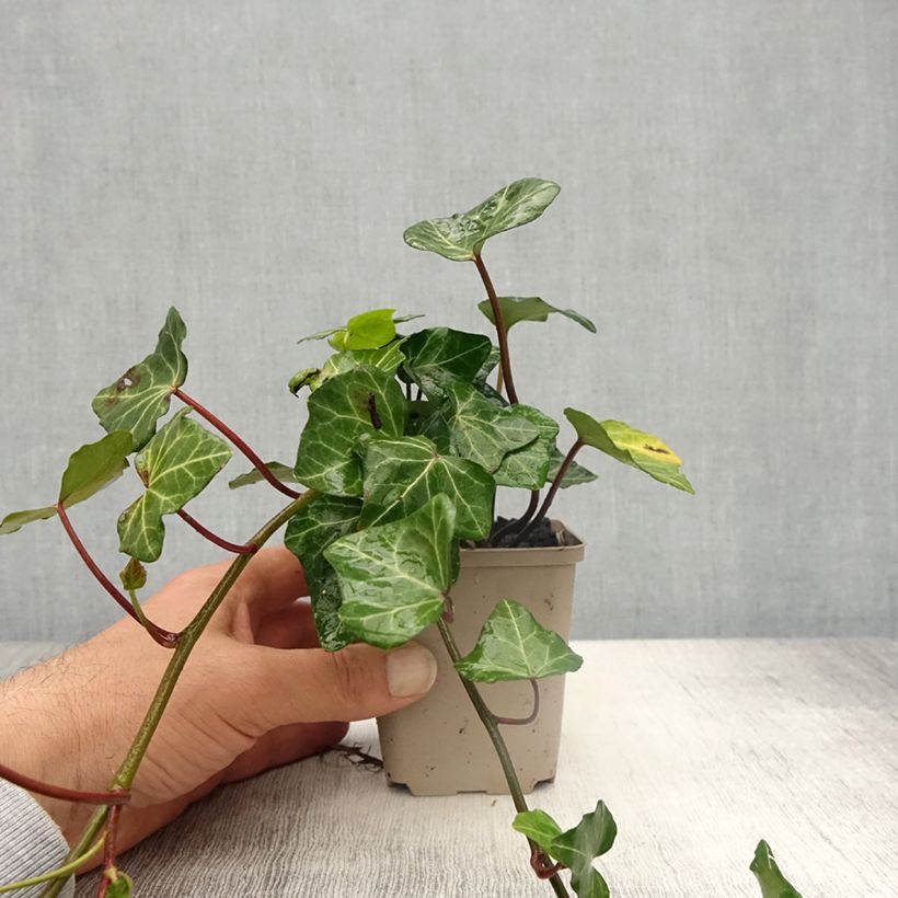 Spécimen de Lierre commun - Hedera helix Woerner Godet de 8/9 cm tel que livré au printemps
