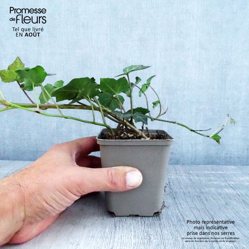 Spécimen de Lierre commun - Hedera helix Woerner Godet de 8/9 cm tel que livré en été