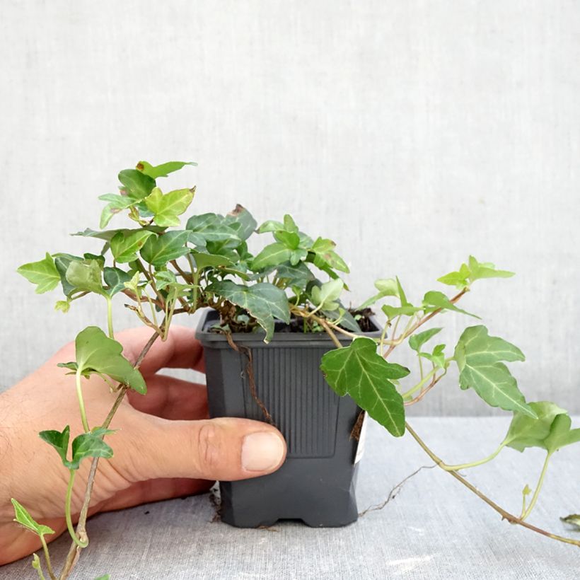 Spécimen de Lierre commun nain - Hedera helix Shamrock Godet de 8/9 cm tel que livré en automne