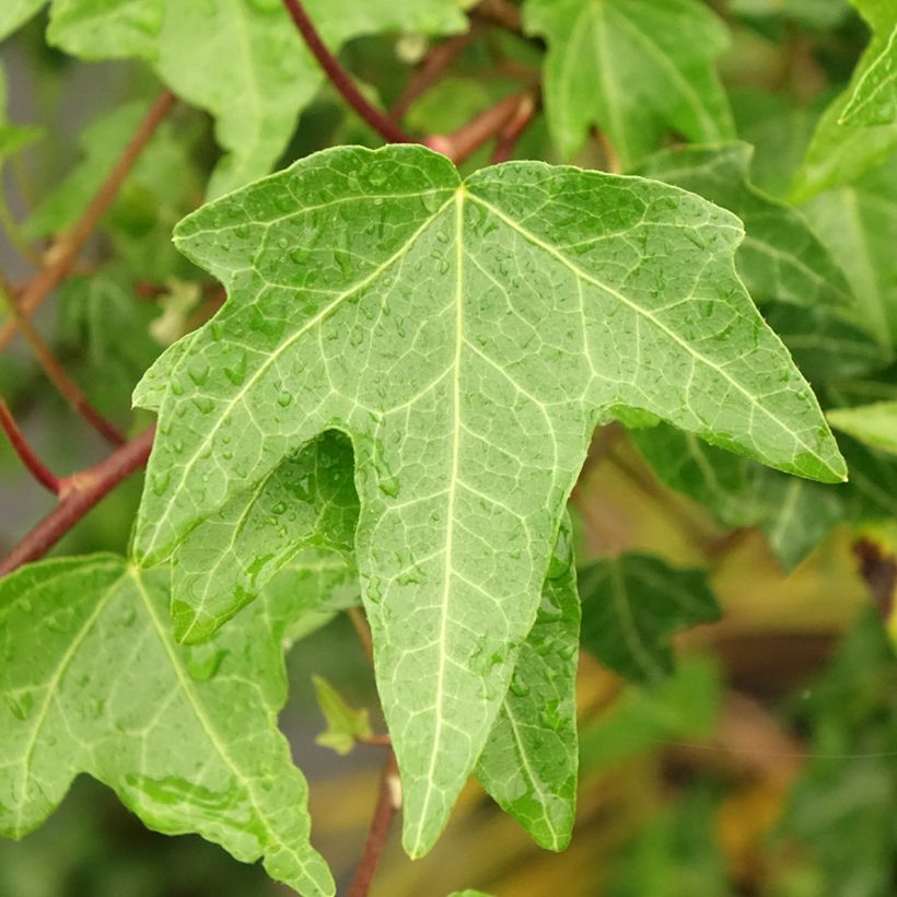 Aloe Christmas Carol - Aloès (Foliage)