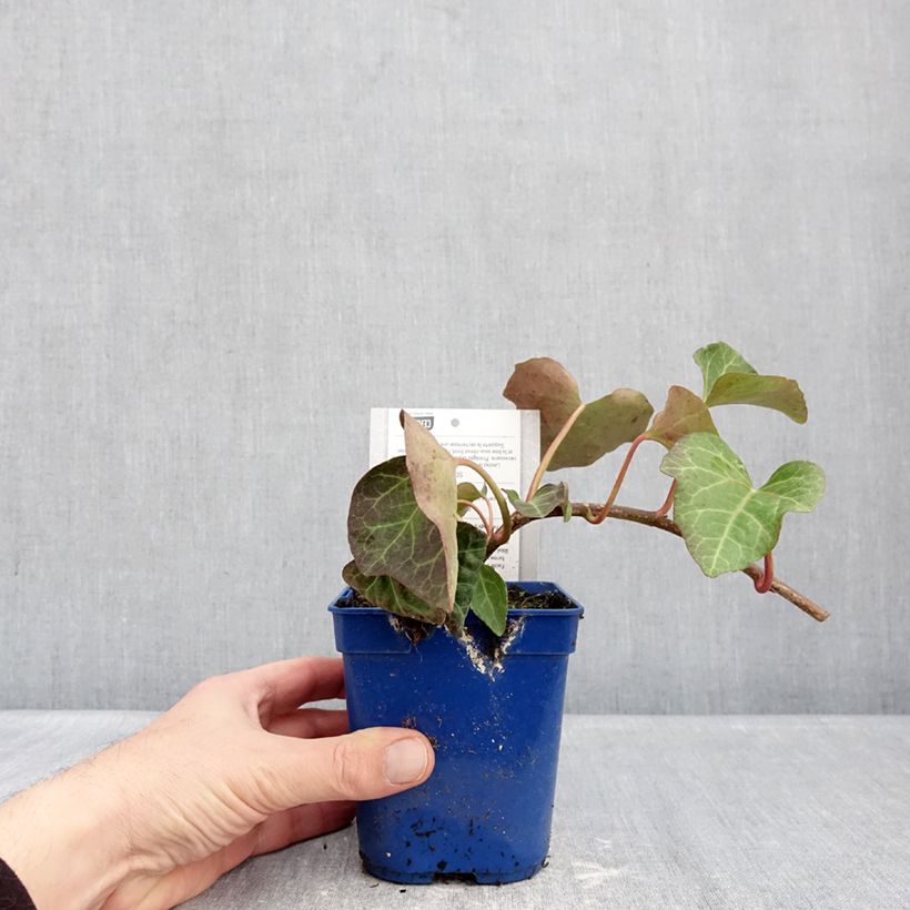 Spécimen de Lierre couvre-sol Hedera Algerian Bellecour® Pot de 1L/1,5L tel que livré en hiver