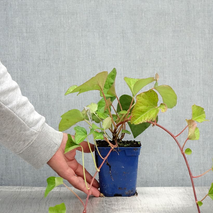 Spécimen de Lierre couvre-sol Hedera Algerian Bellecour® Pot de 1L/1,5L tel que livré en été