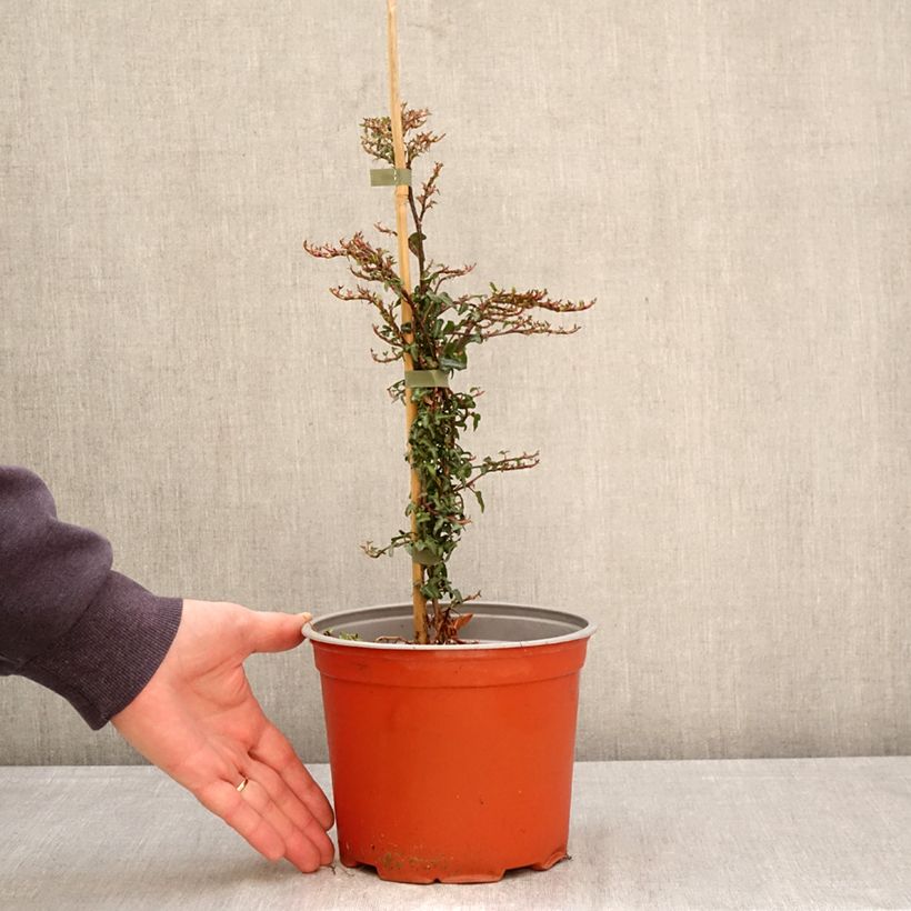 Spécimen de Lierre d'Irlande - Hedera helix Spetchley  Pot de 3L/4L tel que livré au printemps