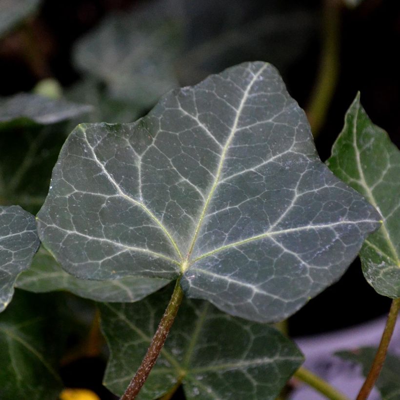 Lierre d'Irlande - Hedera hibernica (Foliage)