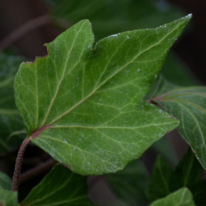 Lierre d'ornement - Hedera helix Green Ripple (Foliage)