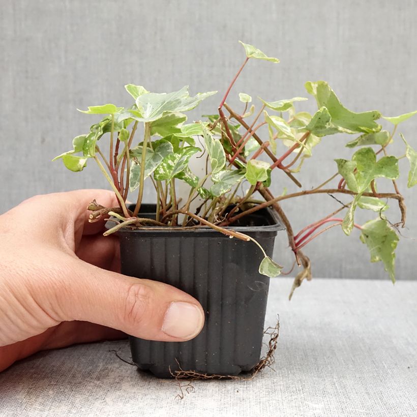 Spécimen de Lierre d'ornement - Hedera helix Kolibri Godet de 8/9 cm tel que livré au printemps