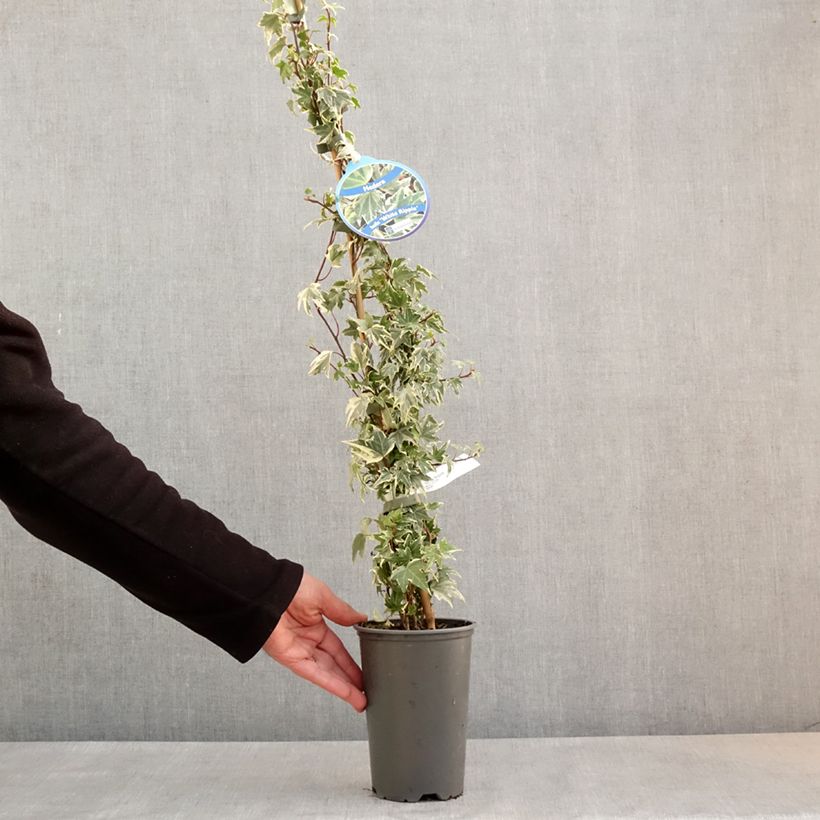 Example of Lierre d'ornement - Hedera helix White Ripple Pot de 1,5L/2L as you get in printemps