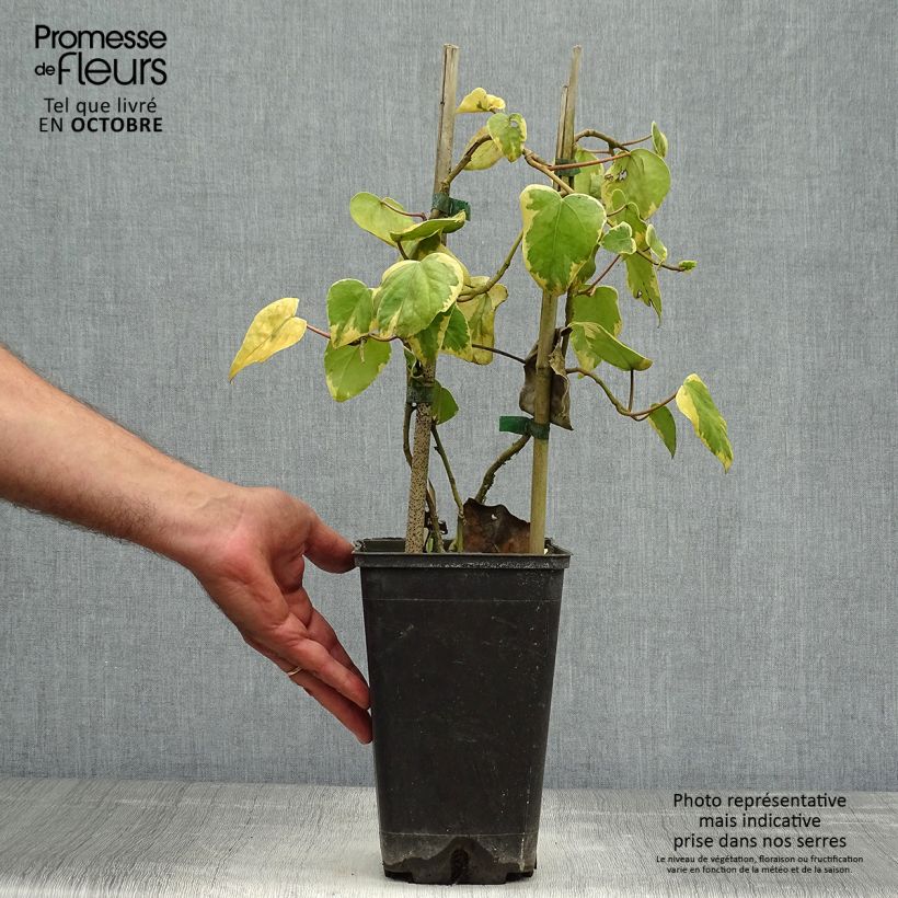 Spécimen de Lierre de Colchide - Hedera colchica Dentata Variegata Pot de 2L/3L tel que livré en automne