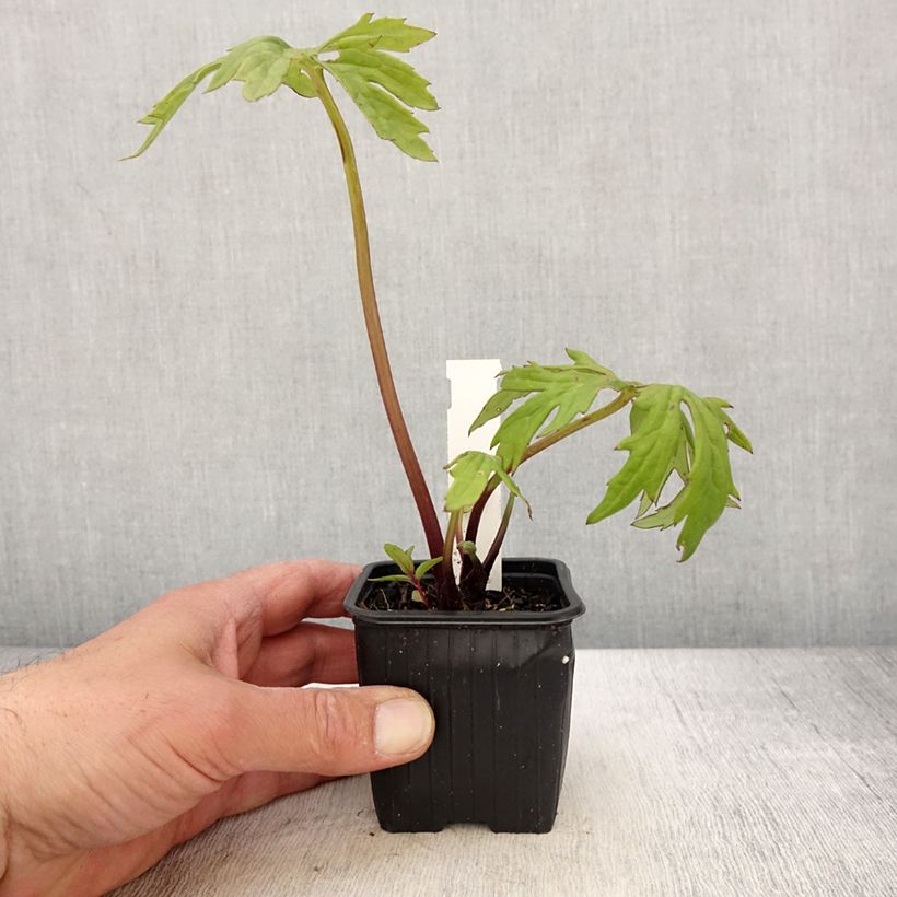 Example of Ligulaire - Ligularia japonica Rising Sun Godet de 8/9 cm as you get in printemps